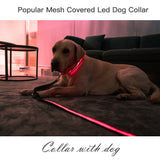 Glowing Dog Collar Anti-lost LED and Rechargeable