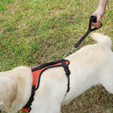 Durable Short Leash For Dogs Inside Small and Crowded Spaces