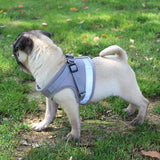 Cat Harness With Leash For Small Pets