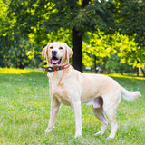 LED Dog Collar For AirTag Loss Prevention; Waterproof