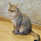 Cat Chain Collar With Bell Fashion Design